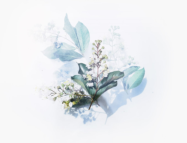梨花雨后清明全诗