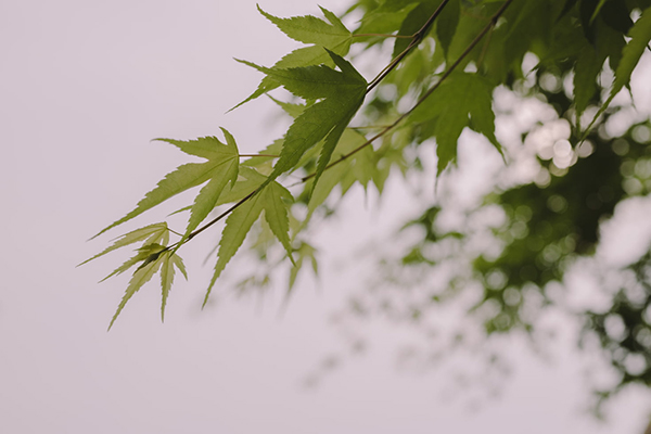 李商隐的代赠全诗诗意